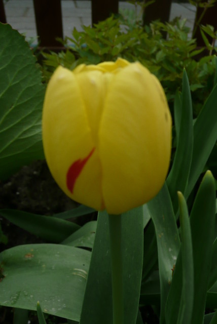 tulipanek z plamką