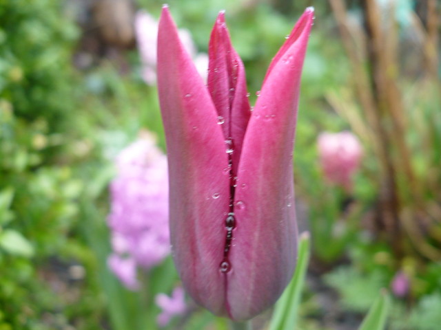  I kolejny tulipanek