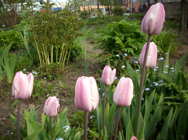 tulipanki na ciemnej nóżce