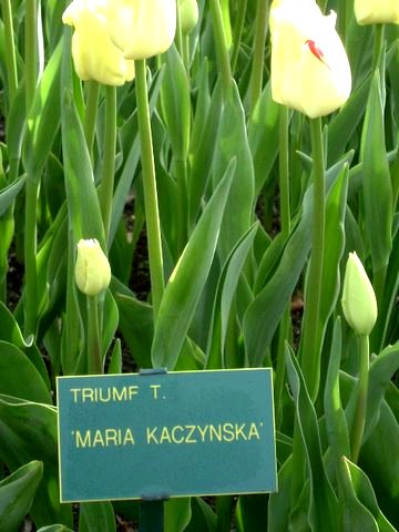 Tulipany  odmiany Maria Kaczyńska w  w  Alei  Gwiazd w Ogrodzie Keukenhof