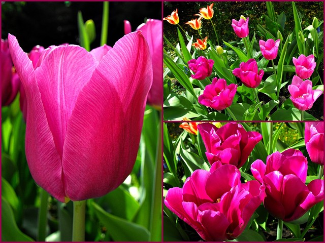 Tulipany amarantowe