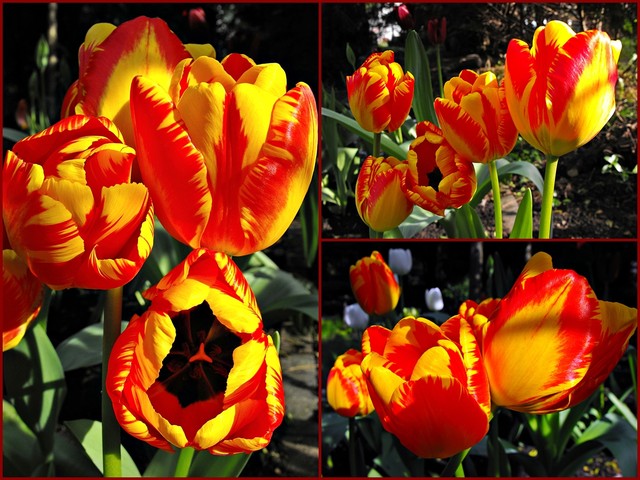 Tulipany ogniste
