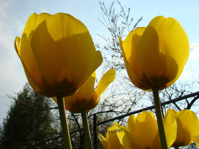 Tulipany.