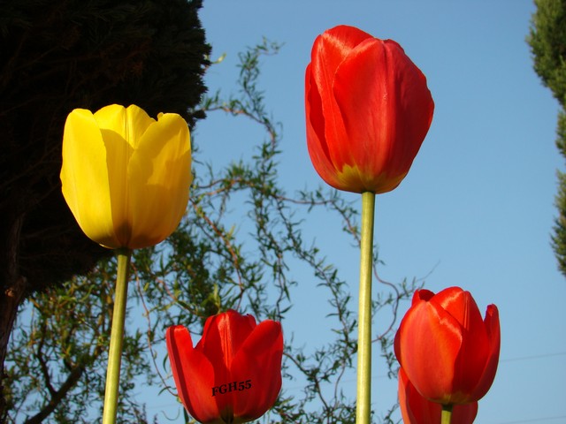 Tulipany.