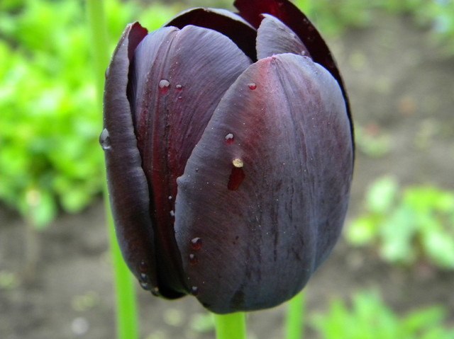 tulipek prawie czarny