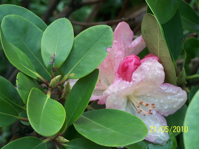 uroczy kwiat rododendrona