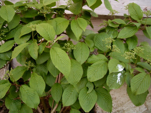 Viburnum Plicatum Lanarth