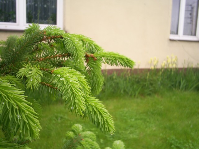 zieleń ogródkowa