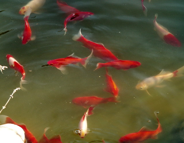Złote rybki w oczku wodnym