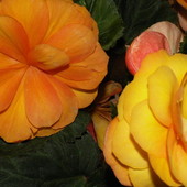 Begonia 2 kolory kwiatów na jednym krzaczku.