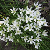 Białe kwiatuszki - byliny , jak się nazywają?