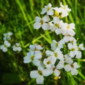Białe Kwiatuszki Z 