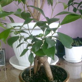 bonsai(skromniutkie i malutkie narazie)
