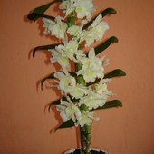 Dendrobium Nobile
