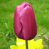 Dostojny tulipanek