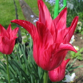 dzisiejsze tulipanki