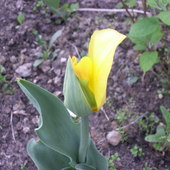 Dziwnie rozwijający się tulipanek:)