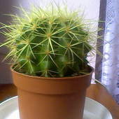 Echinocactus Grusoni