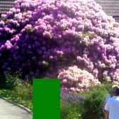 gigantyczny rododendron