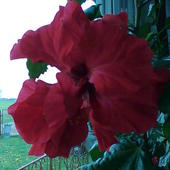 hibiskus -mojej mamci zaczal kwitnac ma bardzo duzo czerwonych kwiatkow