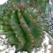jaka jest nazwa tego kaktusa?:)