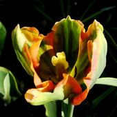 Jeden z ostatnich tulipanów.