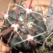 Kaktus Domowy W Macr