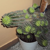 kaktus (oczywiście mojej siostry)