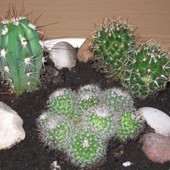 Kaktusowy skalniak