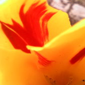 Kawałek tulipanka :)
