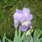 kosaciec popularnie zwany lilią