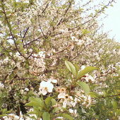 Kraina kwitnących wiśni ;)
