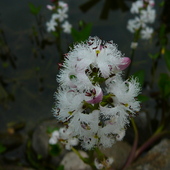 Kwiat Bobrka trójlistnego (roślina błotna)