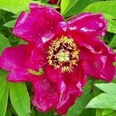 Kwiat Peonii