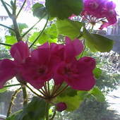 Kwiatki mojej Mamy:)