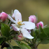 Kwiaty Jabłoni...
