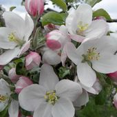 Kwiaty jabłoni