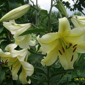lilia żółta