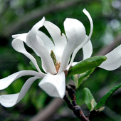Magnolia gwiaździsta