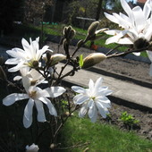 Magnolia Gwieżdzist