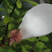 magnolia przekwita.