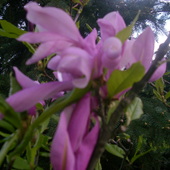 magnolia...ma swój urok
