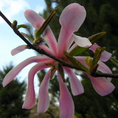 magnoliowa gwiazda