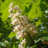 Maj - matura - i czas kwitnienia kasztanów