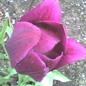 Mój tulipanek