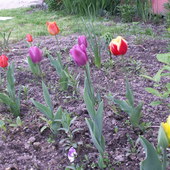 Moje Tulipanki w końcu rozkwitły:)