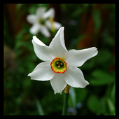 Narcyz biały - Narcissus poeticus