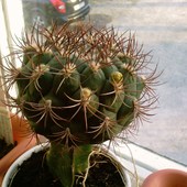 Niedlugo pojawi sie kwiatuszek na kaktusku :)