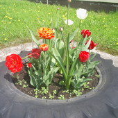 oponka z tulipankami