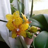Orchidejka ....pora kwitnienia :)))))